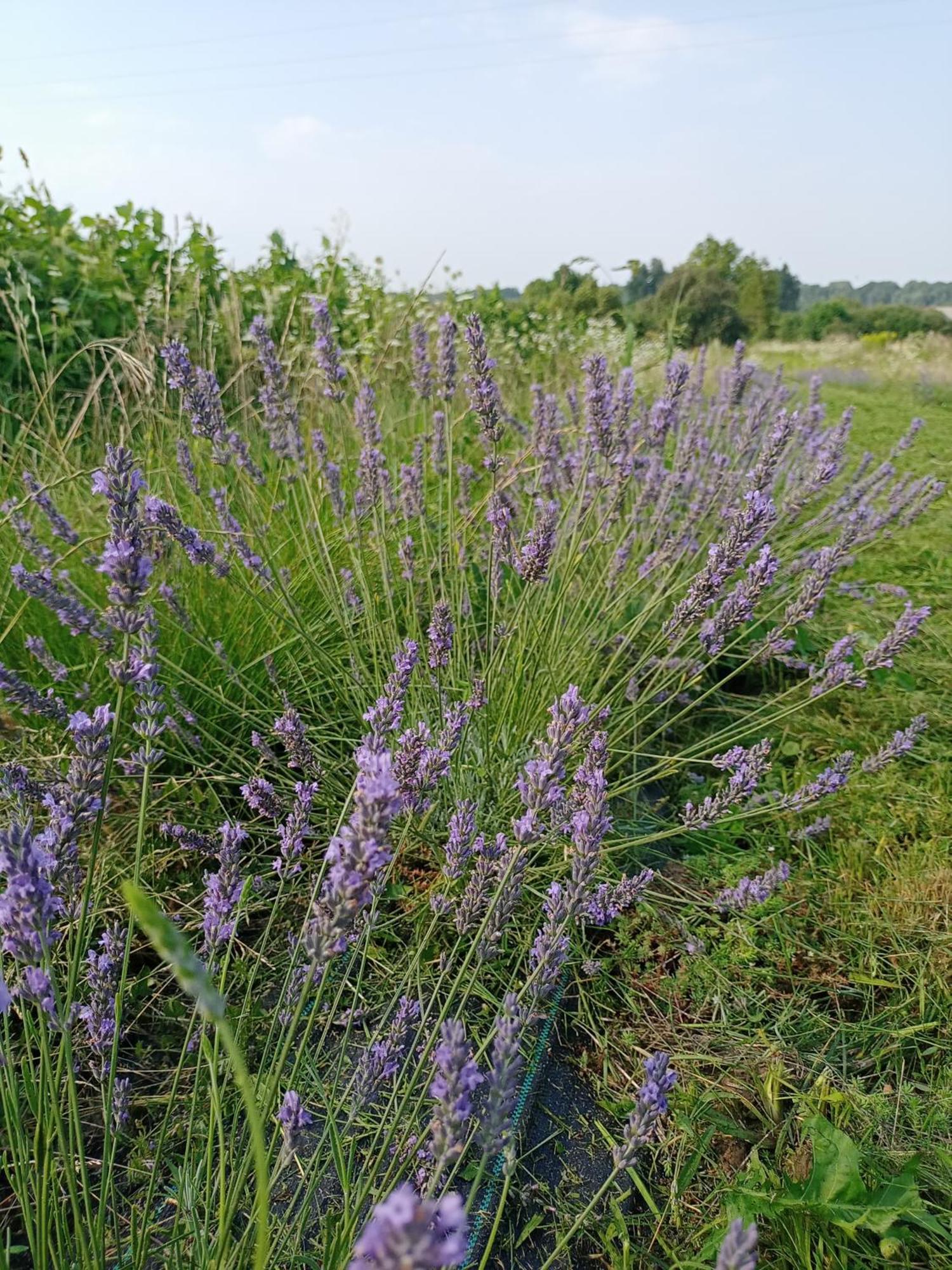 Agroturystyka "Pod Bluszczem" Krasnobród 外观 照片